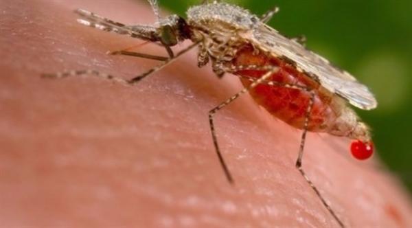 هكذا تحمي نفسك من لدغات البعوض