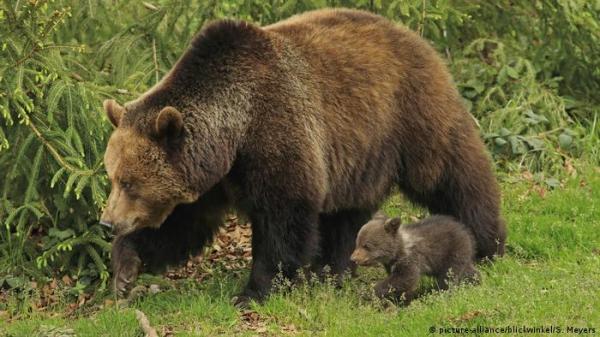 ولاية أمريكية تنظم مسابقة لاختيار أضخم دب بنيّ