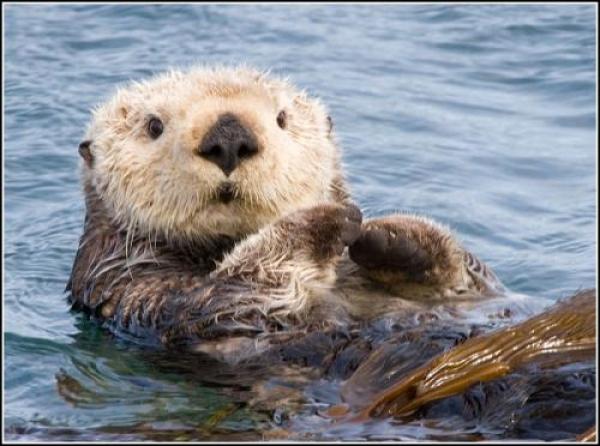 إنجلترا تقرر ترك حيوان «القندس» وشأنه