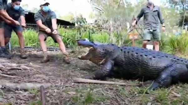لقطة تحبس الانفاس لعملية نقل تمساح عملاق في حديقة حيوانات(فيديو)
