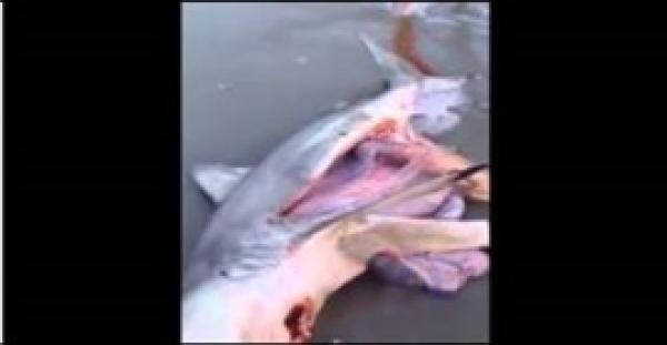 بالفيديو.. لحظة استخراج مواليد أسماك القرش من بطن والدتها الميتة