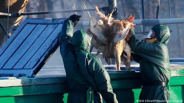 أوروبا تشهد أسوأ موجة إنفلونزا طيور في تاريخها