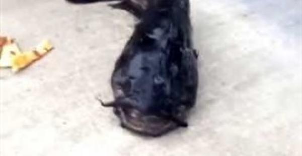 بالفيديو.. صياد يعثر على سمكة «قرموط» مرعبة لها 3 عيون