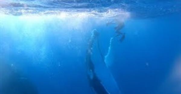 مشهد مبهر لحوت أحدب يلعب مع غواص (فيديو)