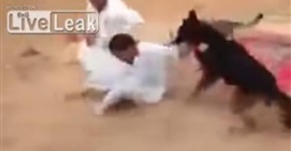 بالفيديو.. كلبان يتركان مباراة مصارعة ويهاجمان أحد المنظمين