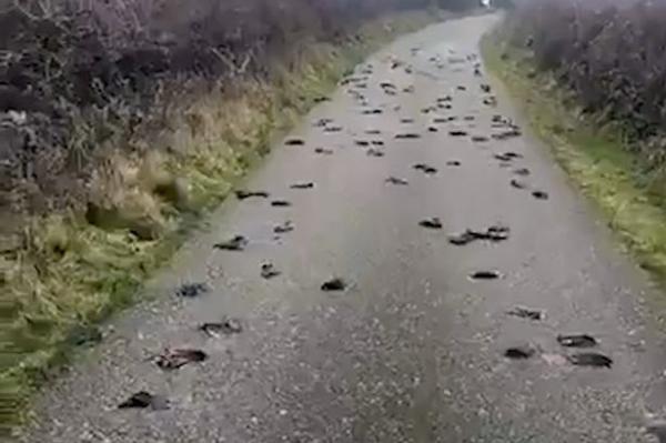 سماء الهند تمطر طيورا مجهدة من شدة الحر(فيديو)