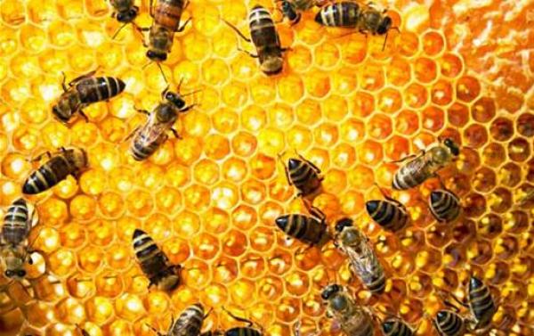 سجن بولندية لقتلها مليوني نحلة