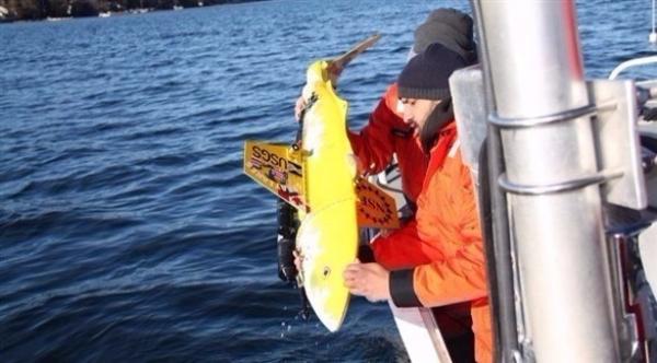 روبوت سمكة لرصد معدلات تلوث الماء