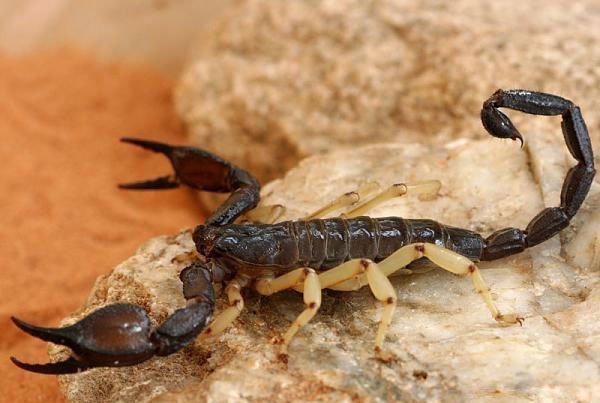 مرة أخرى ... لسعة عقرب تودي بحياة ثلاثيني مغربي من أبناء الجالية