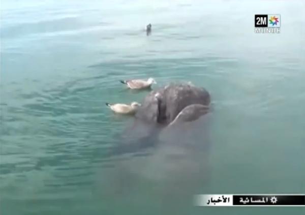 عجائب وغرائب : بالفيديو ... العثور على حوت برأسين وذيلين