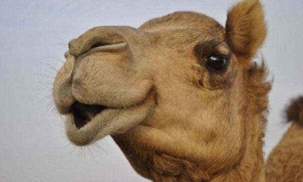 حادثة سير خطيرة بين سيارة أجرة وجمل نواحي زاكورة (صورة)