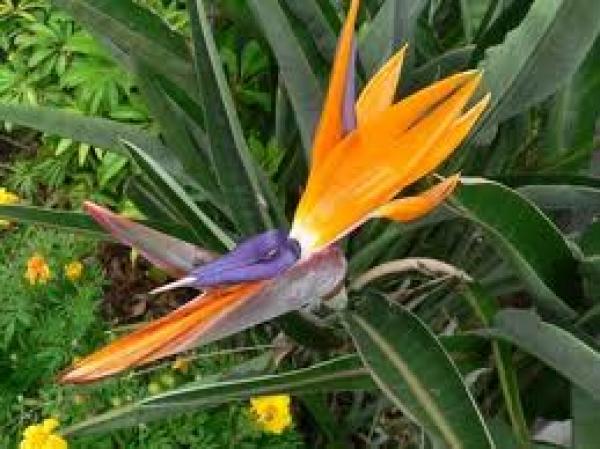 علماء : عمر النباتات المزهرة على الأرض نحو 100 مليون سنة