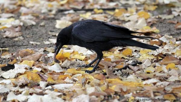 وما جزاء الإحسان إلا الإحسان .. غربان ترد الجميل لمطعمها!