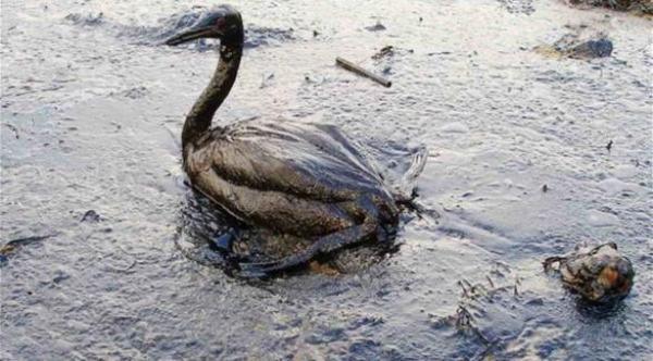 ابتكار مادة اسنفجية تمتص التسريبات النفطية دون المياه