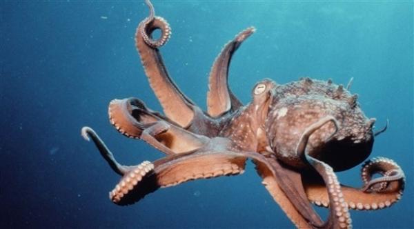 الأخطبوط "كورنا" يحمل مفتاح أمل لمرضى سرطان الجلد