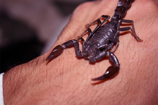 خطير ...مصرع شاب ثان بلدغة عقرب في أقل من يومين ودجاجة وزير الصحة تفشل في مهمتها!