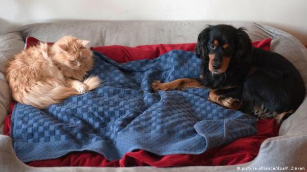 الكلاب والقطط تساعد على تقويم السلوك وتحارب الاكتئاب