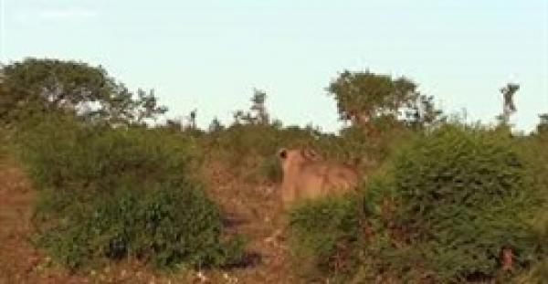 بالفيديو.. أسد حاول التسلل لاصطياد صغير فرس النهر فنال عقابه