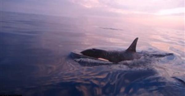 بالفيديو والصور.. حوت يطارد زورق صيادين بكاليفورنيا