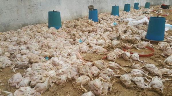 شوفو شنو تاتكلو...إيقاف شاحنات محملة بالدجاج النافق كانت في طريقها لبطون المغاربة