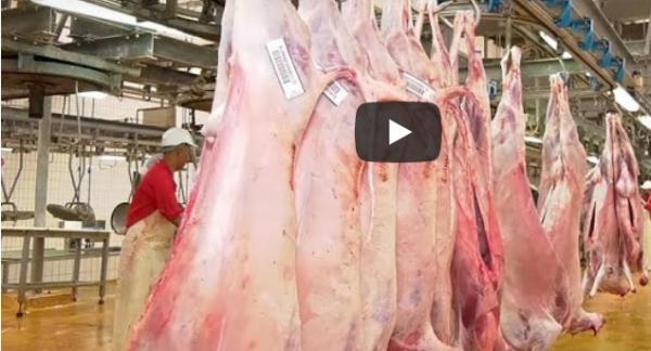 مجلس جطو..أغلب ما يستهلكه المغاربة لا يخضع للمراقبة الصحية والبيطرية