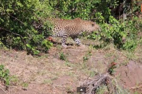 بالفيديو: سرعة بديهة تنقذ خنزيراً برياً من الموت المحتم