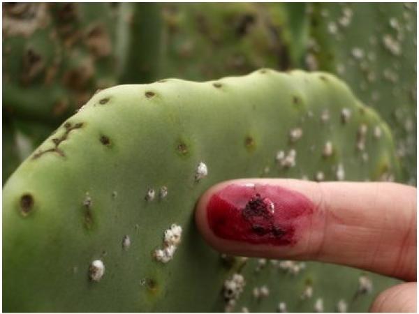 الحشرات القشرية الصغيرة الخاصة بالصبار لا تشكل أي خطر على صحة الإنسان 