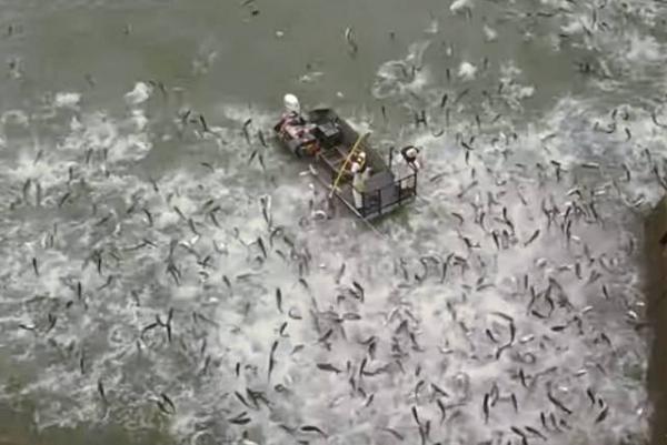 بالفيديو.. مئات الأسماك تتطاير فوق بحيرة بعد صعقة كهربائية