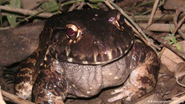 الضفدع يطلق عشرات آلاف الصيحات في الليلة لإغراء أنثاه