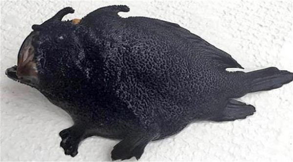 بالصورة: سمكة غامضة بأرجل تعيش في قاع البحر