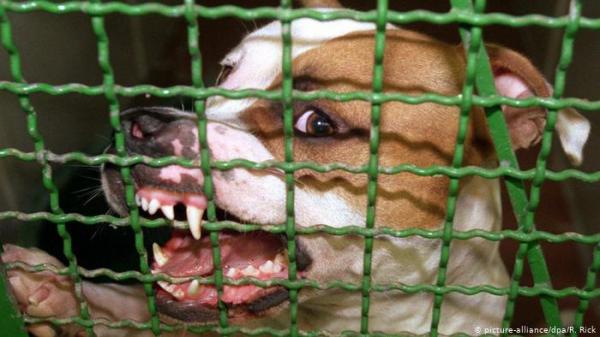 شابة أمريكية تدفع حياتها ثمناً لحبها لكلبيّها