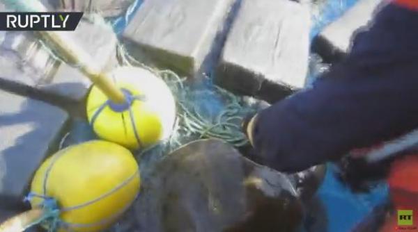 بالفيديو: العثور على سلحفاة بين كمية من الكوكايين!