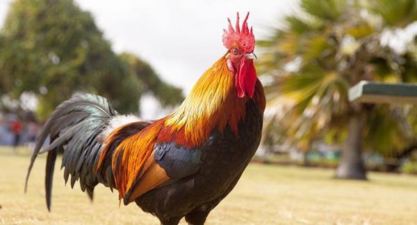 حدث بالجزائر...5 رجال أمن يعتقلون ديكا من داخل منزل أحد المواطنين تجنبا لأزمة ديبلوماسية