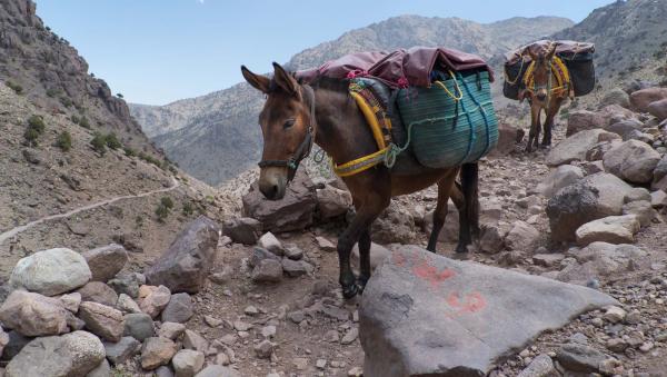 بغلة تقتل طفلة بطريقة مروعة أول ايام العيد نواحي الحسيمة