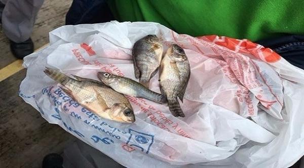 السماء تمطر أسماكاً في المكسيك