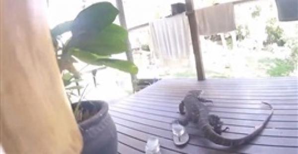 بالفيديو .. سحلية ضخمة تصيب أفراد أسرة بالرعب