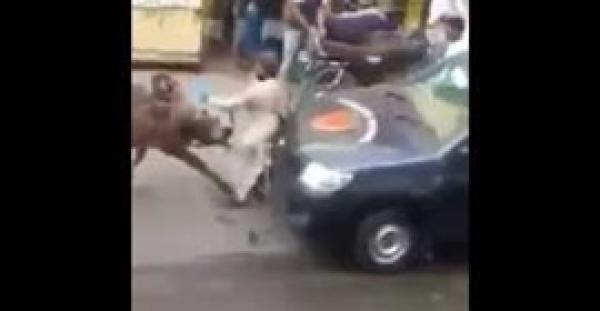 بالفيديو.. بقرة تهاجم رجلًا وتطيح به