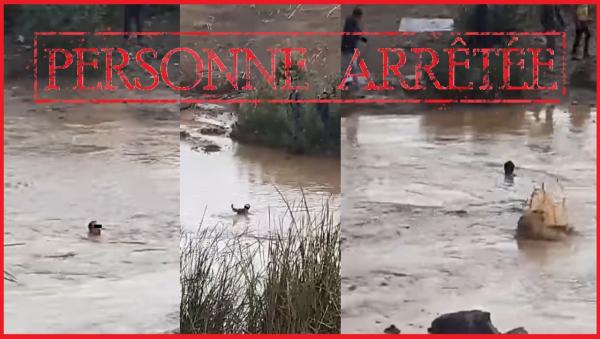 لص يسرق سيدة بالقوة بالسوق ويحاول الفرار بطريقة غريبة والأمن يحاصره