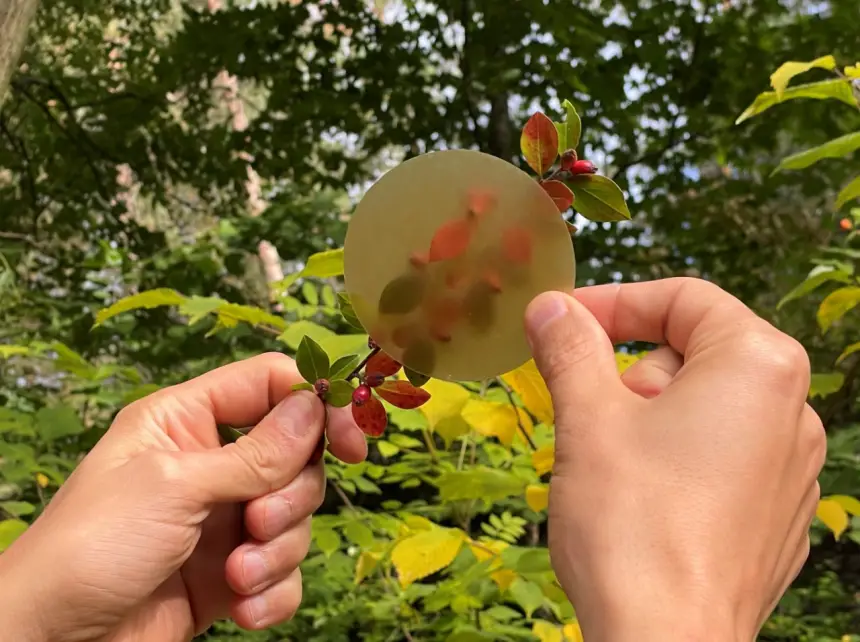 علماء يبتكرون خشبًا شفافًا صديقًا للبيئة كبديل للزجاج والبلاستيك