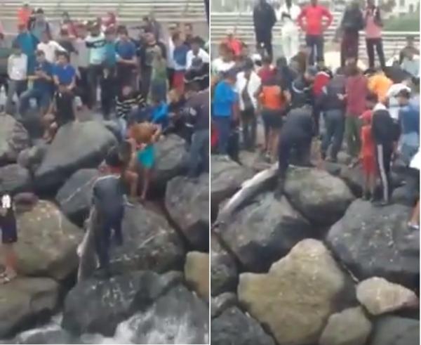 العثور على دلفين رمته أمواج البحر قرب شاطئ مسجد الحسن الثاني بالدار البيضاء