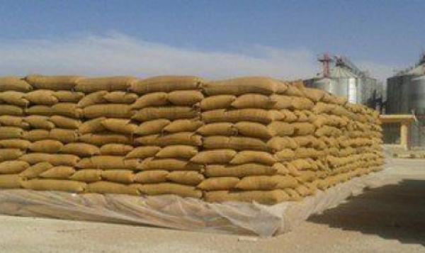 الحكومة ترفع سعر القمح اللين إلى 360 درهم للقنطار