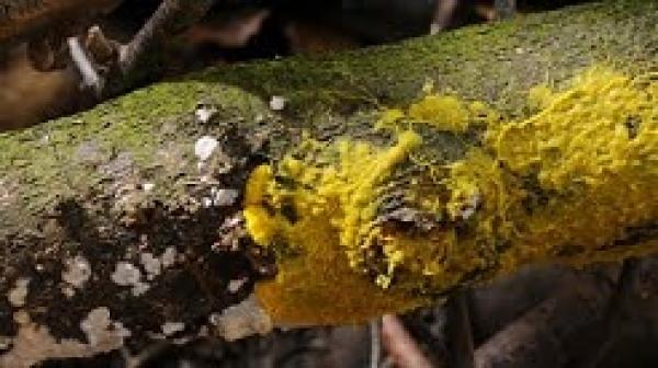 من عجائب الدنيا.. كائن خارق وذكي بلا دماغ يتعلم ويُعلم.. من هو؟