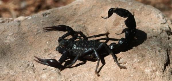 وسط غضب عارم...لسعة عقرب تودي بحياة طفل قاصر