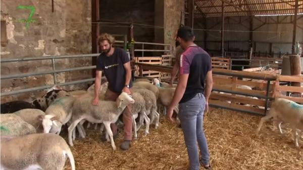 مغاربة فرنسا وشراء أضاحي العيد