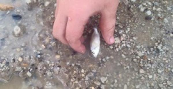 بالفيديو.. أم تفاجأ بظهور أسماك بعد هطول الأمطار بكوينزلاند