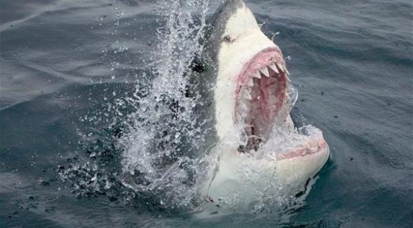 وحش أسطوري يبتلع سمكة قرش 9 قدم
