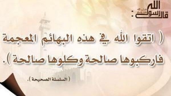 الرفق بالحيوان في الإسلام