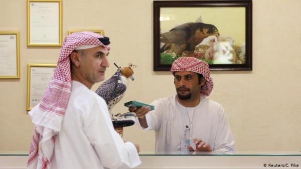 الصقور في الإمارات... مشفى وجواز سفر ومعاملة خاصة على الطائرة