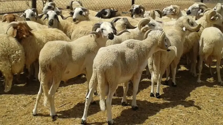 تراجع القطيع الوطني بنسبة 38% والجفاف يفاقم أزمة إنتاج اللحوم في المغرب