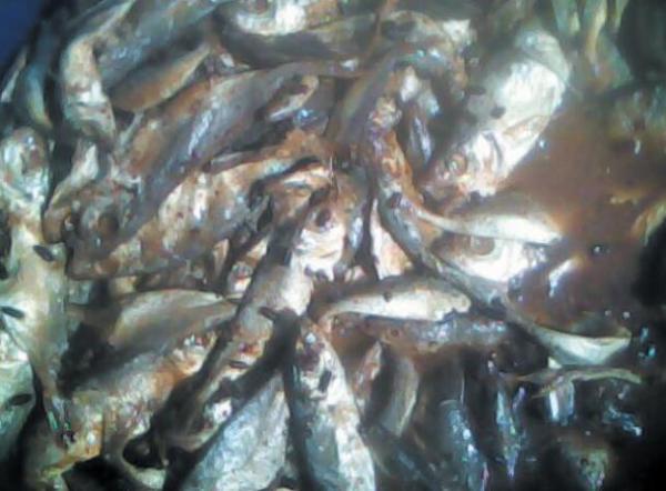 ضبط عدة أطنان من السردين الفاسد كانت في طريقها إلى موائد الوجديين